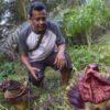 Bunga Bangkai Mekar di Muaro Jambi, Tarik Perhatian Warga dan Pengunjung