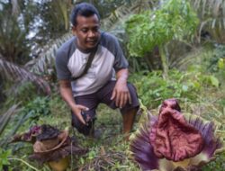 Bunga Bangkai Mekar di Muaro Jambi, Tarik Perhatian Warga dan Pengunjung